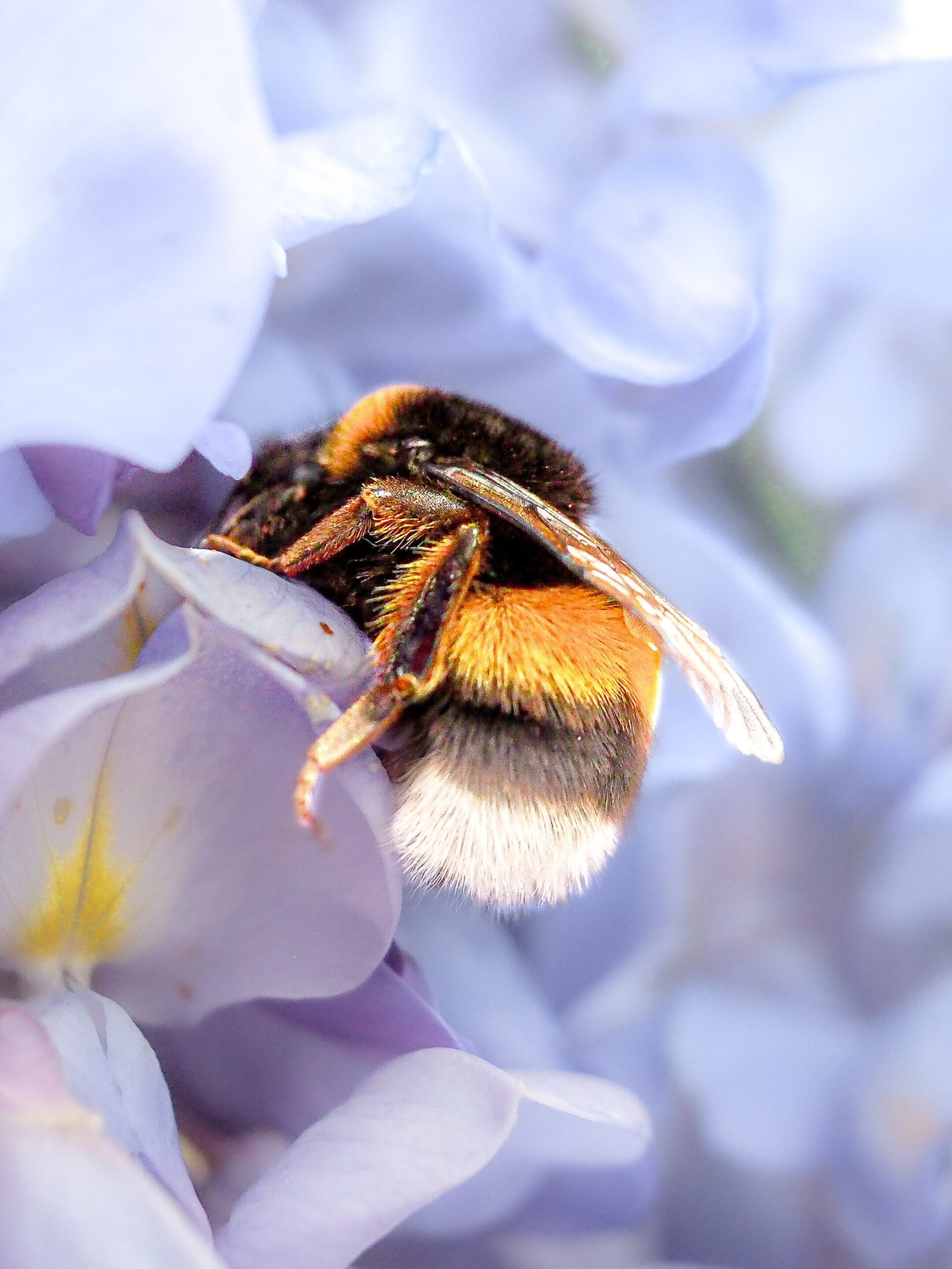 Gros plan sur un bourdon en train de polliniser une fleur violette, capturé en macrophotographie pour révéler la beauté et l'importance écologique des insectes pollinisateurs.