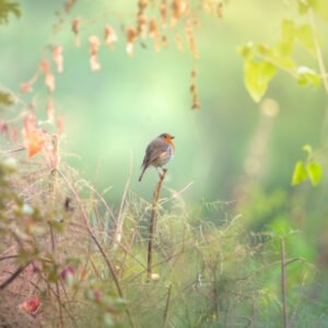 Matinée Rouge d'Automne