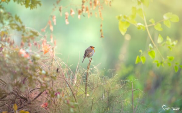 Matinée Rouge d'Automne