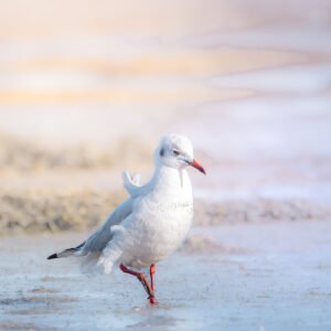 Mouette (pas si) Rieuse
