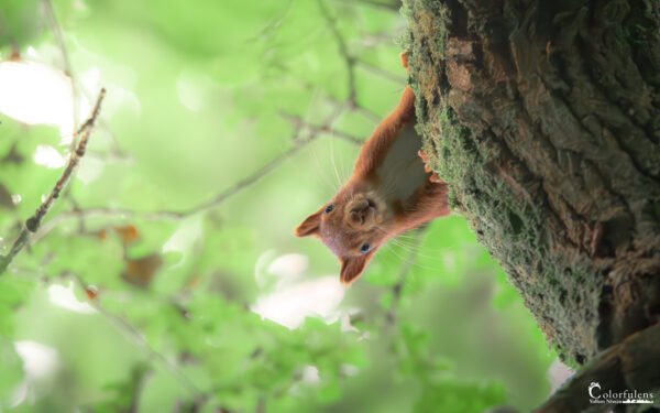 Un Petit Curieux