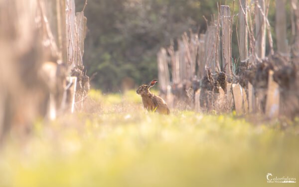 Lapin des Vignes