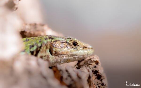 Lézard de Corse