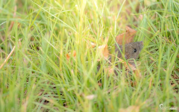 Une Souris Verte