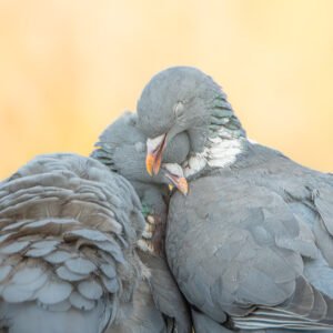 Les deux Amoureux