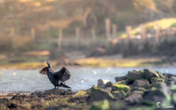 Les Ailes Déployées