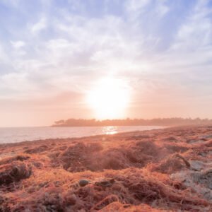 Plage de Suscinio