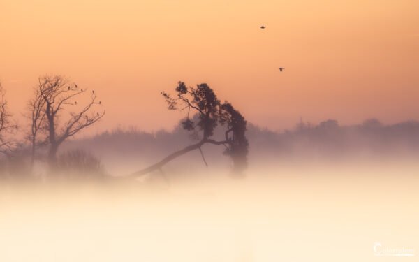 L'Arbre aux Cormorans