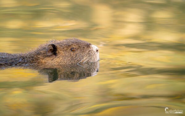 Photographie de Ragondin sur huile