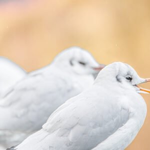 Mouette (vraiment) Rieuse