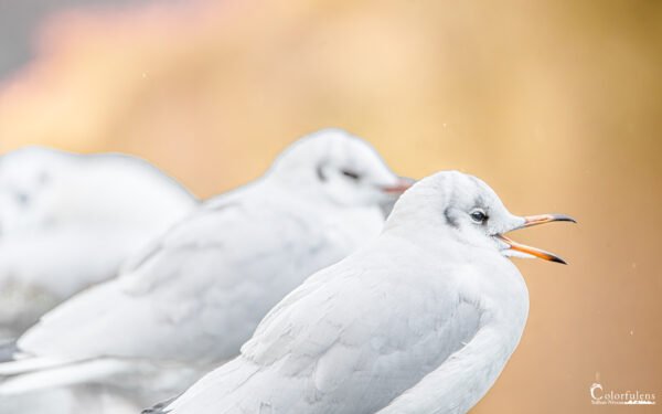 Mouette (vraiment) Rieuse