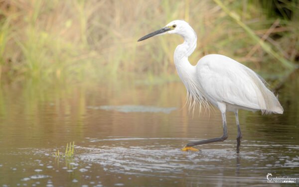 Aigrette de Suscinio