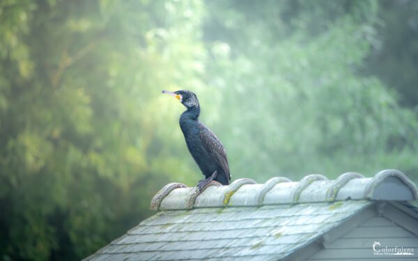 Le Cormoran de La Vraie-Croix