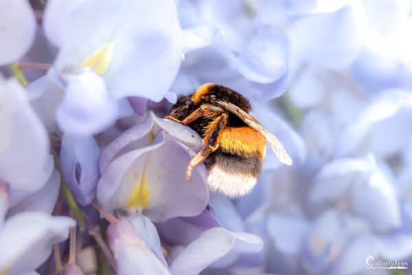 Bourdon Violet