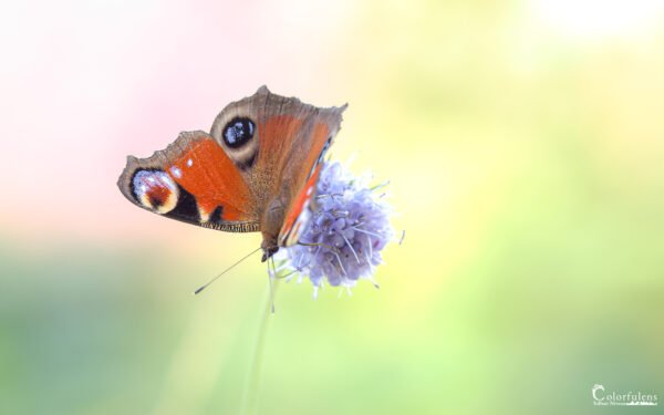 Papillon de Brocéliande