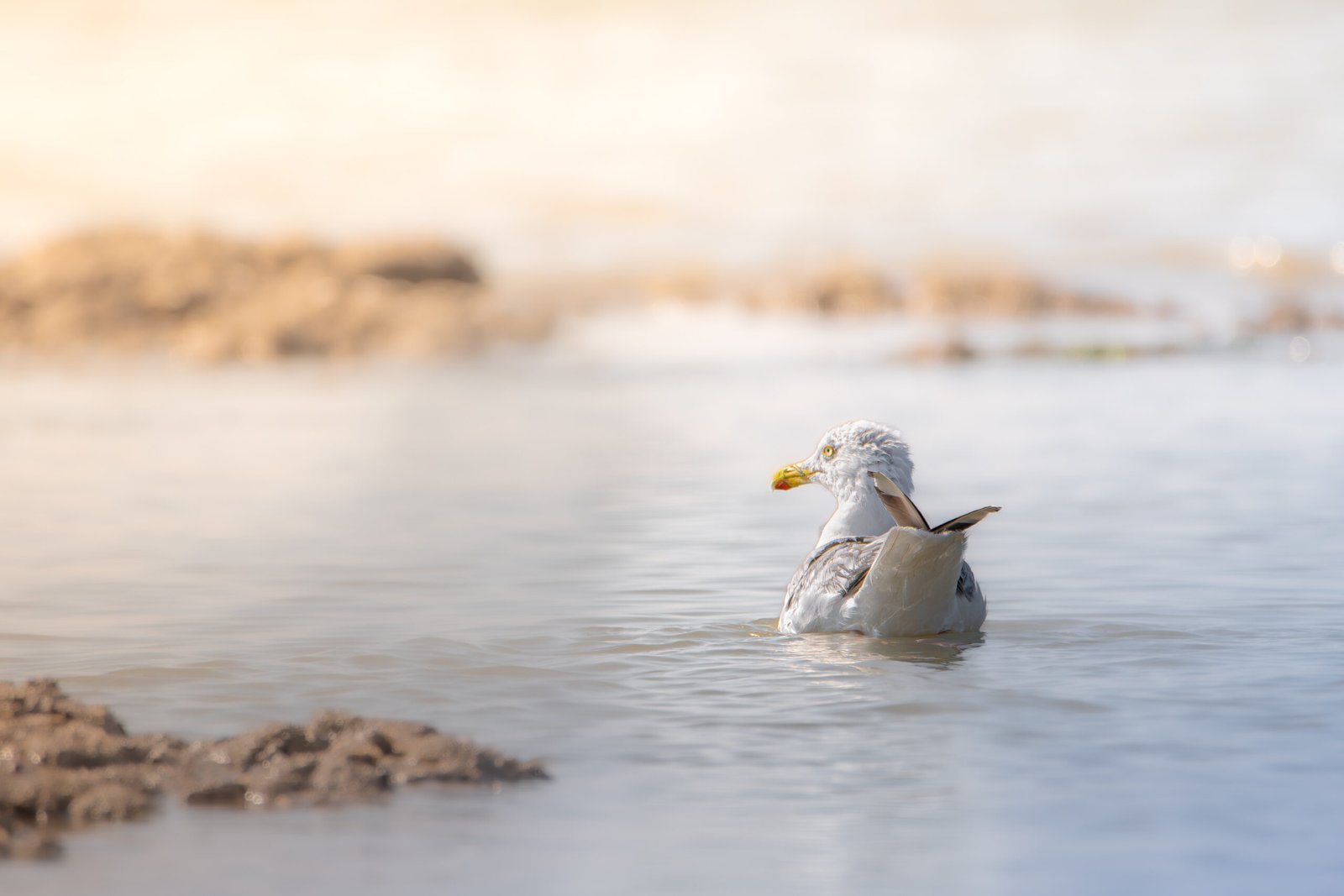Oiseau posé dans un milieu naturel, tirage photo par Yolhan Niveau – Colorfulens