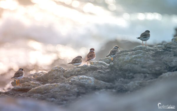 Un tableau serein de gravelots se ressourçant sur des rochers au bord de mer, baigné par la lumière du crépuscule.