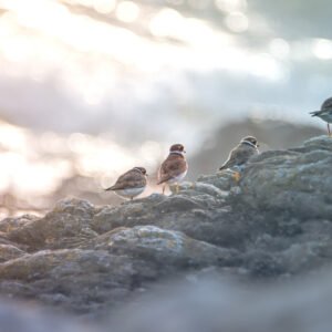 Un tableau serein de gravelots se ressourçant sur des rochers au bord de mer, baigné par la lumière du crépuscule.
