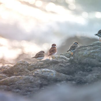 Un tableau serein de gravelots se ressourçant sur des rochers au bord de mer, baigné par la lumière du crépuscule.