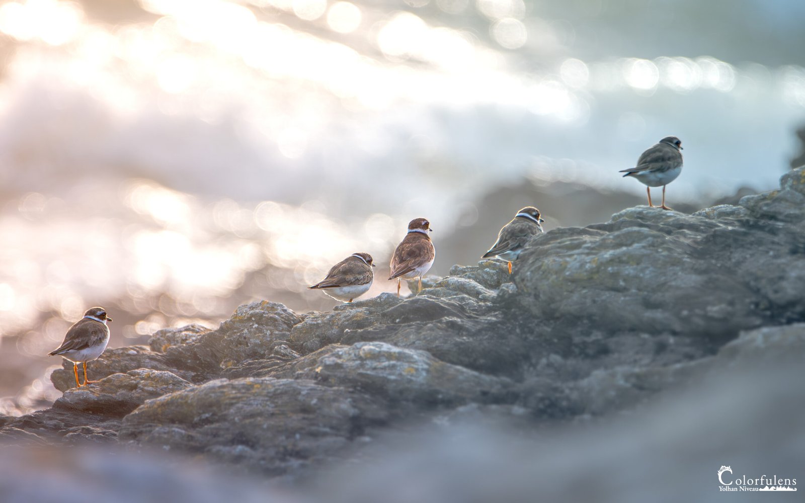 Un tableau serein de gravelots se ressourçant sur des rochers au bord de mer, baigné par la lumière du crépuscule.