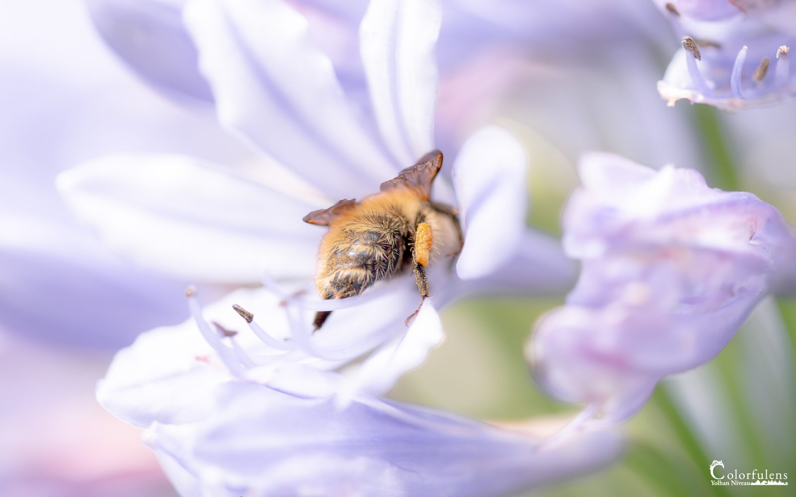 L’importance des insectes dans notre écosystème : abeilles, papillons, et autres pollinisateurs