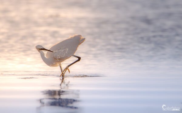 Scène d'une aigrette cherchant sa proie dans l'eau au crépuscule, ses reflets illuminant le paysage paisible.