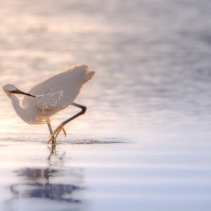Scène d'une aigrette cherchant sa proie dans l'eau au crépuscule, ses reflets illuminant le paysage paisible.