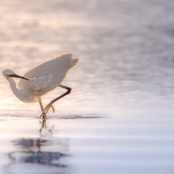Scène d'une aigrette cherchant sa proie dans l'eau au crépuscule, ses reflets illuminant le paysage paisible.