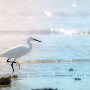Aigrette blanche avec élégance dans l'eau reluisante, capturant la sérénité de la nature sauvage côtière.