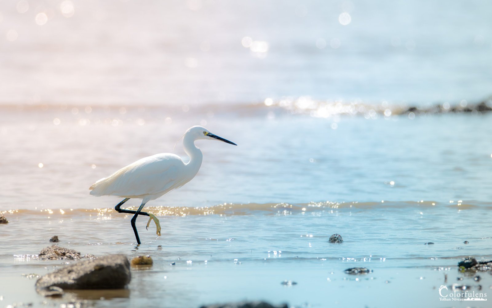 Aigrette blanche avec élégance dans l'eau reluisante, capturant la sérénité de la nature sauvage côtière.