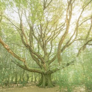 Dans une forêt paisible, un ancien chêne baigne dans la lumière naturelle, symbolisant la majesté et le calme de la nature.