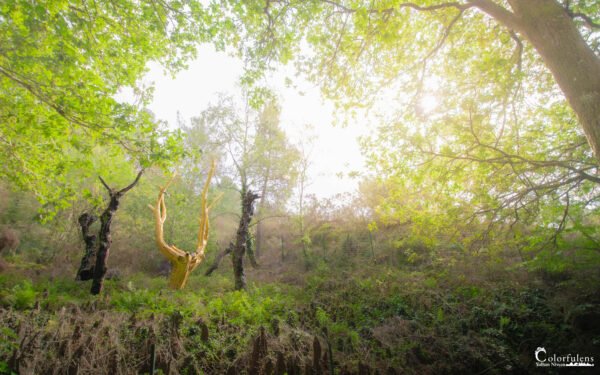 Un arbre aux branches dorées capturant l'éclat du soleil matinal dans une forêt qui s'éveille doucement, invitant à l'appréciation de la nature dans son état le plus serein.