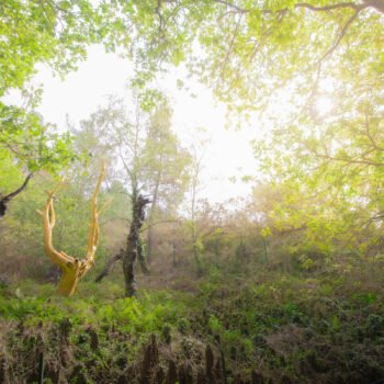 Un arbre aux branches dorées capturant l'éclat du soleil matinal dans une forêt qui s'éveille doucement, invitant à l'appréciation de la nature dans son état le plus serein.