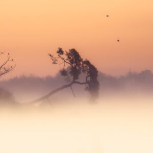 Aube brumeuse enveloppant un étang, avec oiseaux perchés sur des arbres, créant une ambiance sereine et poétique.