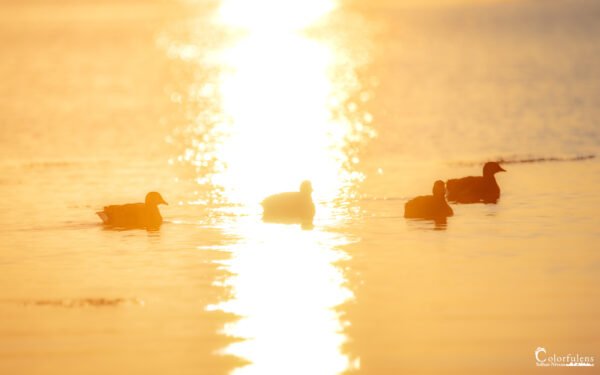 L'image montre un lac paisible au crépuscule avec des bernaches silhouettées en contre-jour, baignées par une lumière dorée et éthérée.