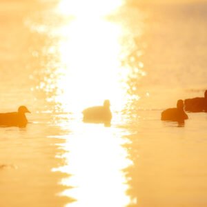 L'image montre un lac paisible au crépuscule avec des bernaches silhouettées en contre-jour, baignées par une lumière dorée et éthérée.