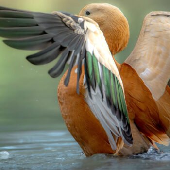 Le Casarca à tête rousse surplombe majestueusement l'eau, étalant ses ailes dorées contre un arrière-plan verdoyant.