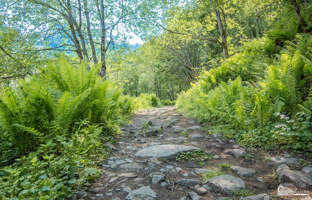 Chemin forestier bordé de fougères luxuriantes sous une douce lumière naturelle, évoquant calme et évasion dans la nature.