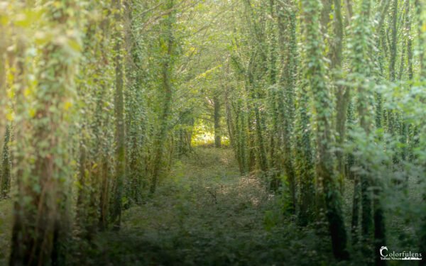 Une promenade apaisante à travers un chemin forestier de Sulniac, où la lumière joue avec la verdure pour créer une scène enchantée et éthérée.
