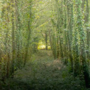 Une promenade apaisante à travers un chemin forestier de Sulniac, où la lumière joue avec la verdure pour créer une scène enchantée et éthérée.