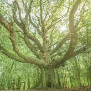 Chêne majestueux baigné de lumière filtrante en forêt de Brocéliande, symbolisant sagesse et force dans un paysage mystique.