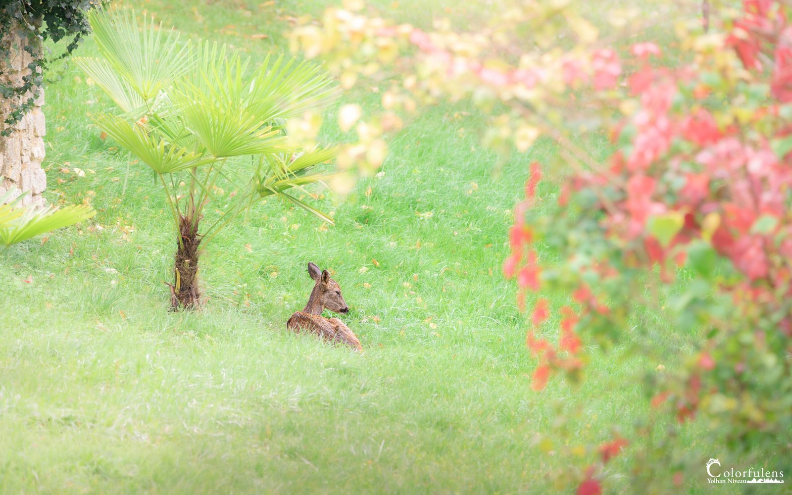 Chevrette paisible allongée dans un jardin tropical, entourée de végétation luxuriante et de couleurs vives, offrant une scène de calme et de sérénité.