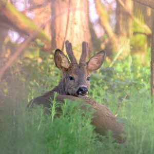Un chevreuil se repose paisiblement dans une clairière baignée de lumière matinale, entouré de verdure.