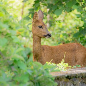 Un chevreuil se repose calmement parmi une végétation luxuriante, illustrant l'harmonie entre la faune sauvage et son environnement naturel.