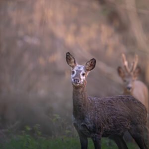 Chevreuils s'aventurant dans une forêt brumeuse à l'aube, capturés dans une lumière tamisée, illustrant la beauté sereine de la faune sauvage.