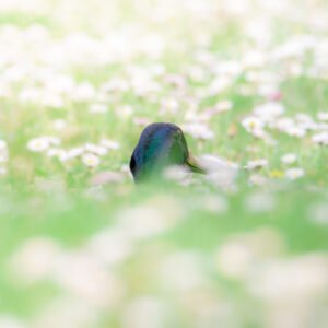 Canard colvert se reposant parmi des fleurs sauvages dans une prairie, avec un flou bokeh créant une atmosphère féérique et colorée.