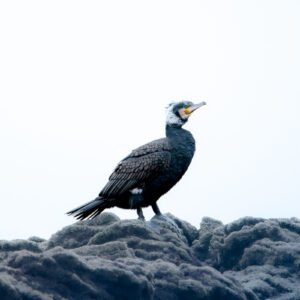 Un cormoran majestueux est perché sur un rocher dans un environnement brumeux. Son plumage sombre et texturé et son regard fier se détachent sur le fond clair, créant un contraste saisissant.