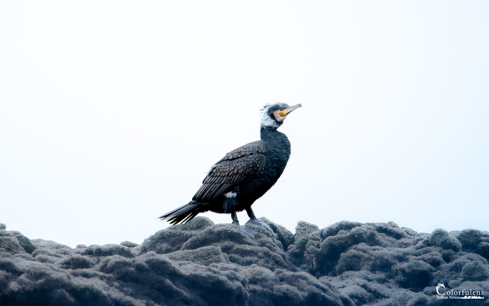 Un cormoran majestueux est perché sur un rocher dans un environnement brumeux. Son plumage sombre et texturé et son regard fier se détachent sur le fond clair, créant un contraste saisissant.