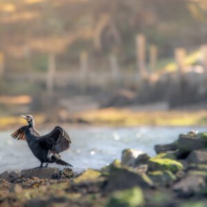 Un cormoran avec ses ailes déployées se pose gracieusement sur un rocher ensoleillé au bord de la rivière, symbolisant la tranquillité de la nature sauvage.