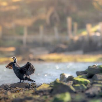 Un cormoran avec ses ailes déployées se pose gracieusement sur un rocher ensoleillé au bord de la rivière, symbolisant la tranquillité de la nature sauvage.